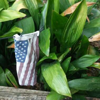 Aspidistra elatior