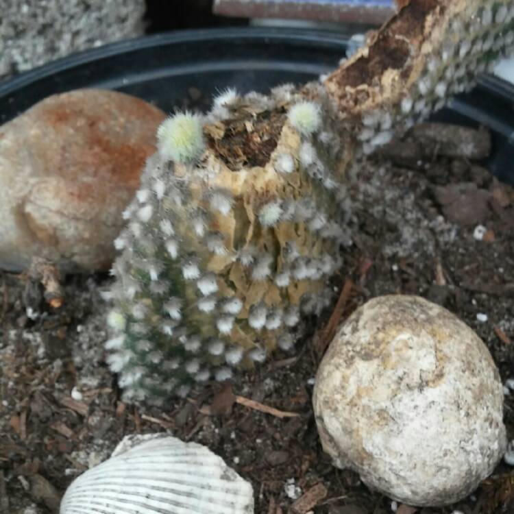 plant image 624033 plant image 624033