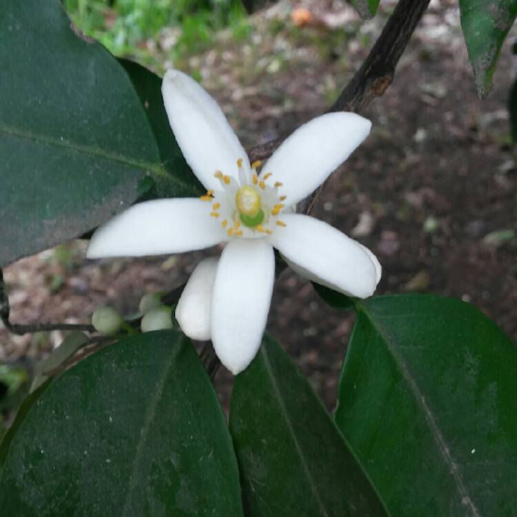 Plant image Citrus sinensis