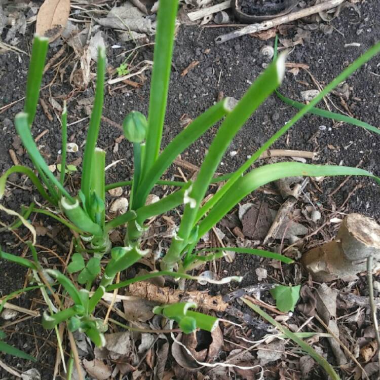 Plant image Allium cepa (Cepa Group)