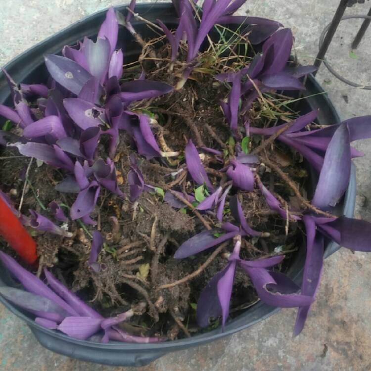 Plant image Tradescantia pallida