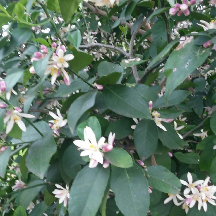 Plant image Citrus x meyeri