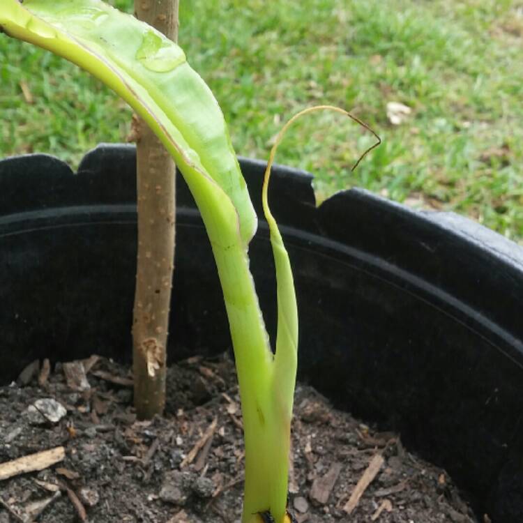 Plant image Musa