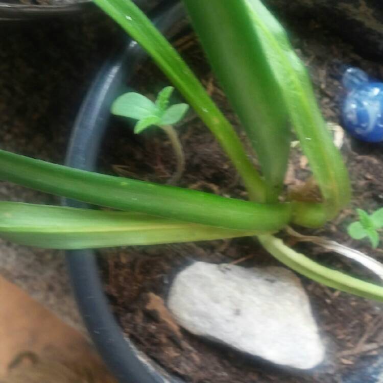 Plant image Lycoris radiata