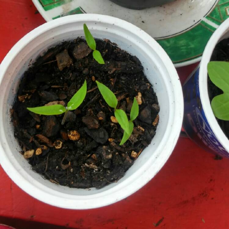 Plant image Capsicum Annuum 'Thai Hot'