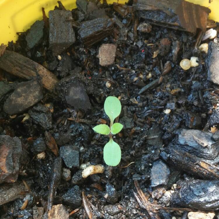 Plant image Datura