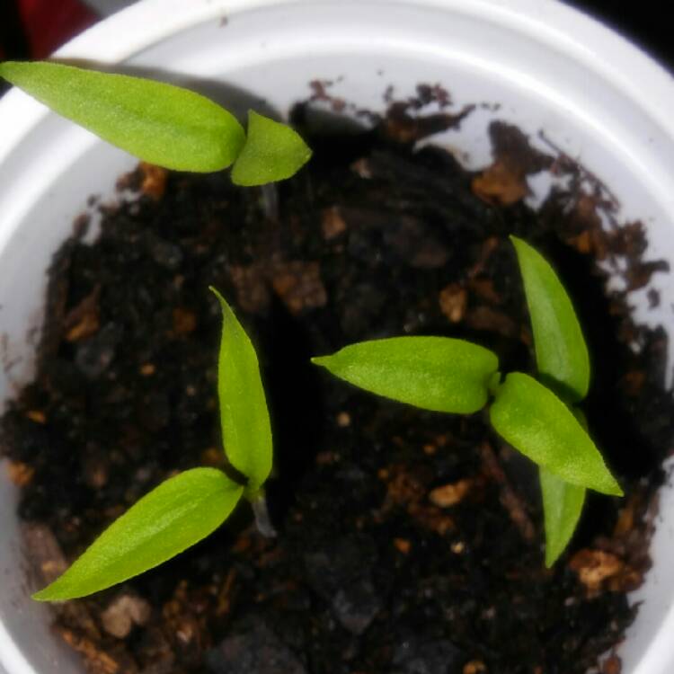 Plant image Capsicum Annuum 'Thai Hot'