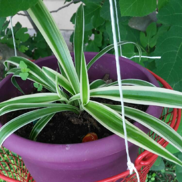 Plant image Chlorophytum comosum 'Picturatum'