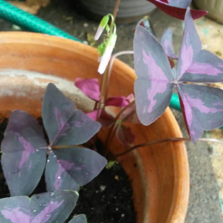 plant image 649672