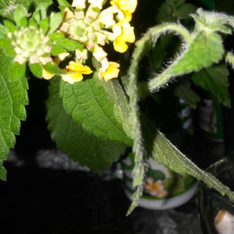 Plant image Lantana 'Depressa'
