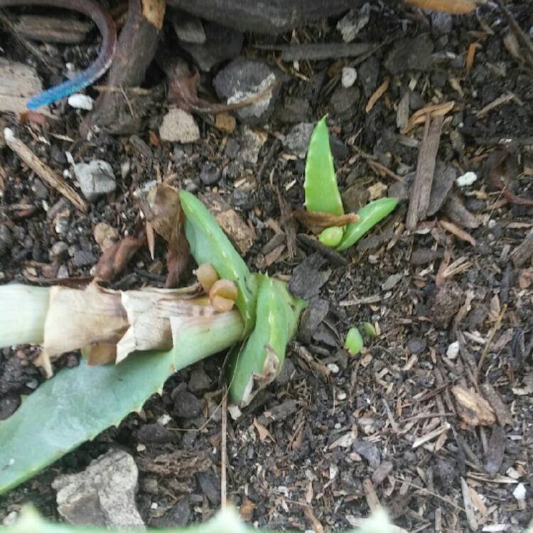 Plant image Aloe Arborescens