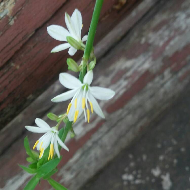 Plant image Chlorophytum viridescens 'Hawaiian'
