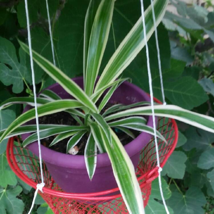 Plant image Chlorophytum comosum 'Picturatum'