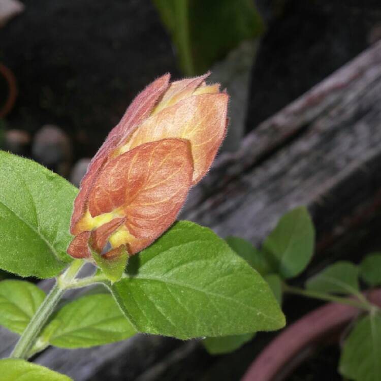 Plant image Justicia brandegeana