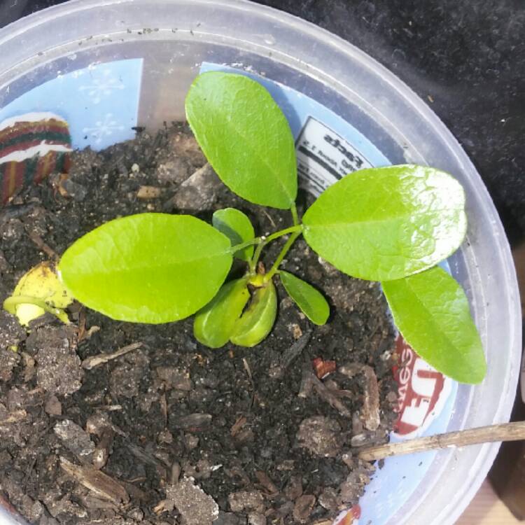Plant image Kalmia latifolia