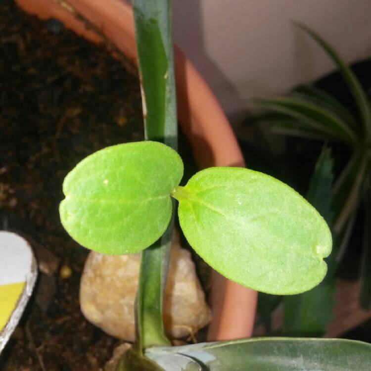 Plant image Cucumis melo var. cantalupensis