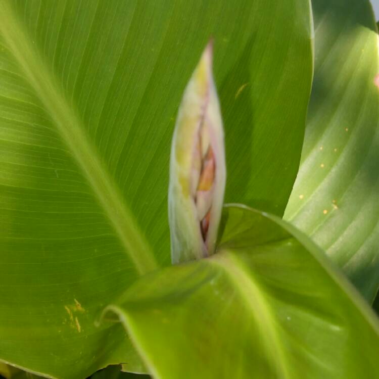 Plant image Canna indica syn. Canna discolor, Canna indica 'Edulis', Canna lanuginosa, Canna limbata, Canna 'Limbata'