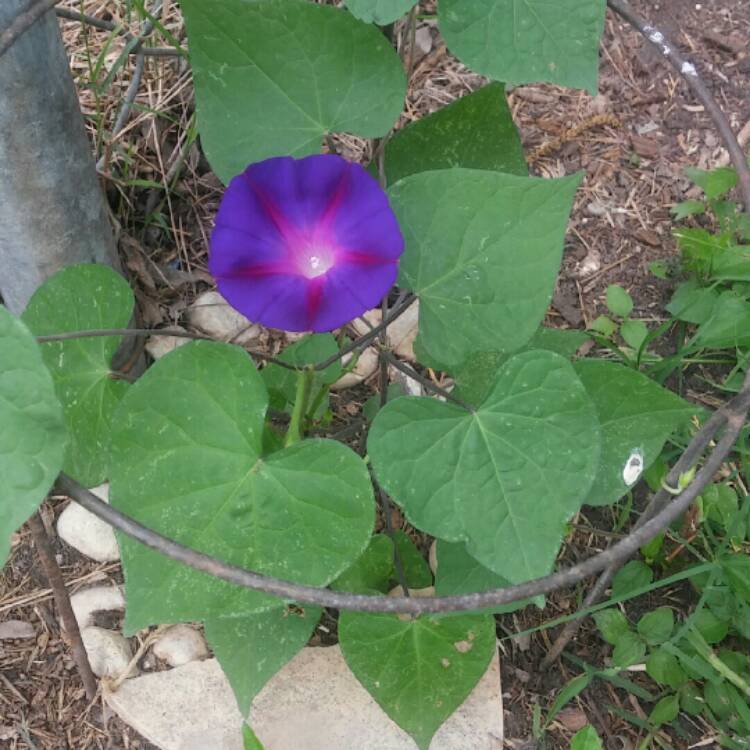 Plant image Ipomoea purpurea 'Grandpa Ott'