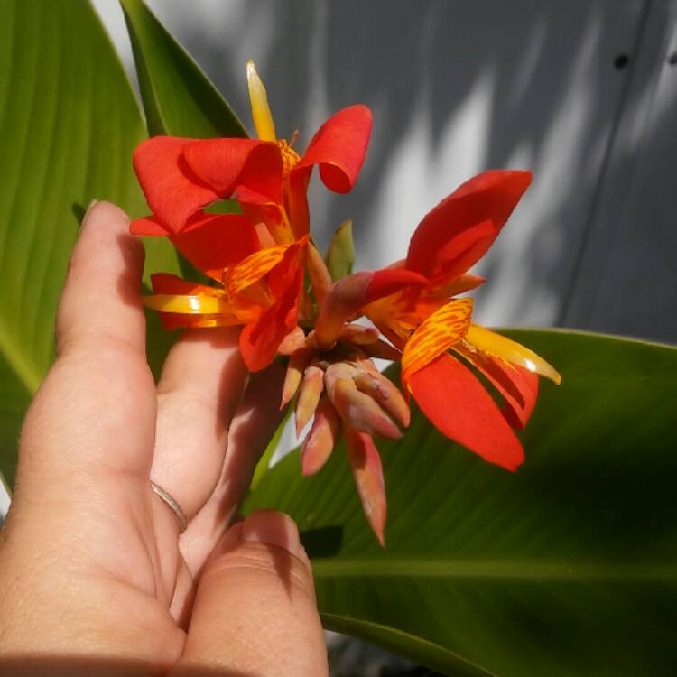Plant image Canna altensteinii