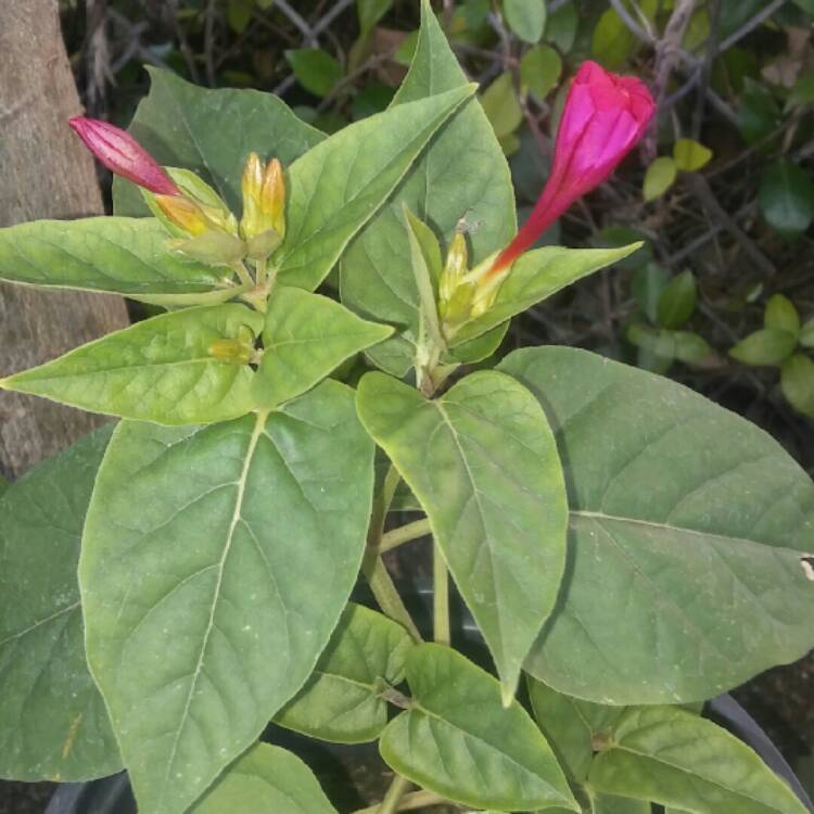 Plant image Mirabilis jalapa