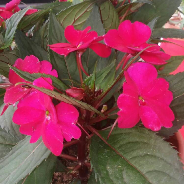Plant image Impatiens Hawkerii 'Sunpatiens'