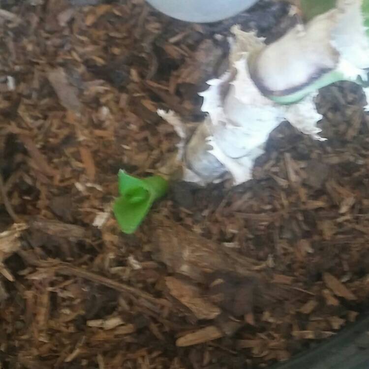 plant image 740132