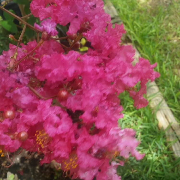 plant image 740138
