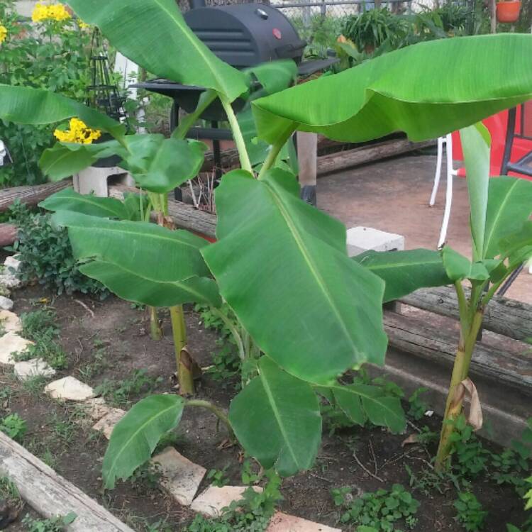 plant image 776288