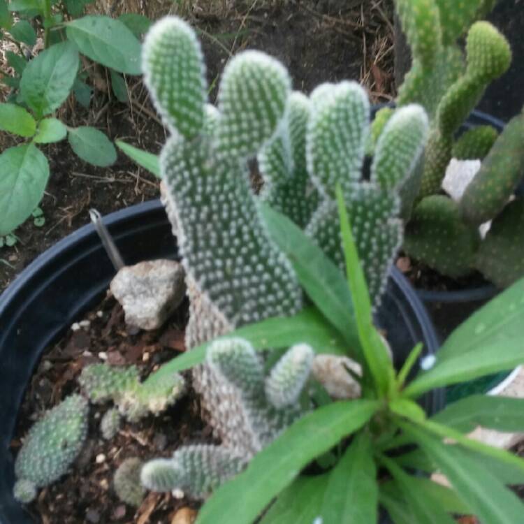 plant image 786218 plant image 786218