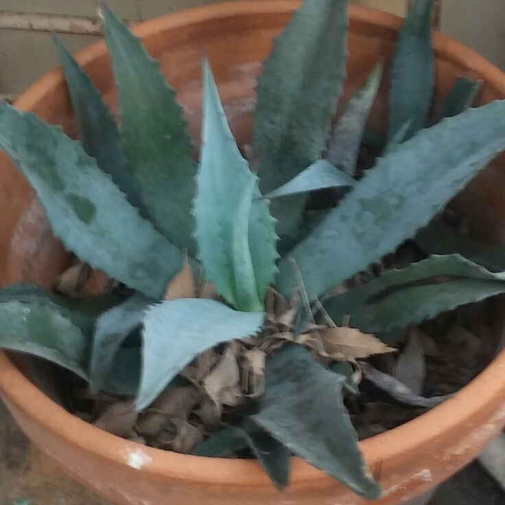 plant image 939981
