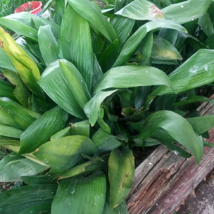 Plant image Aspidistra elatior