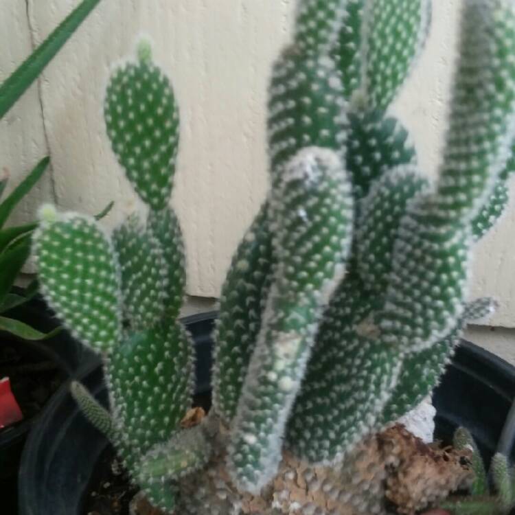 Plant image Opuntia microdasys var. albispina