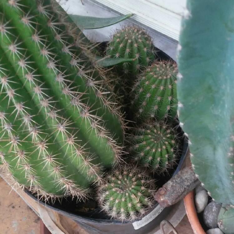 Plant image Trichocereus
