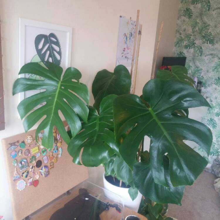 plant image 675329