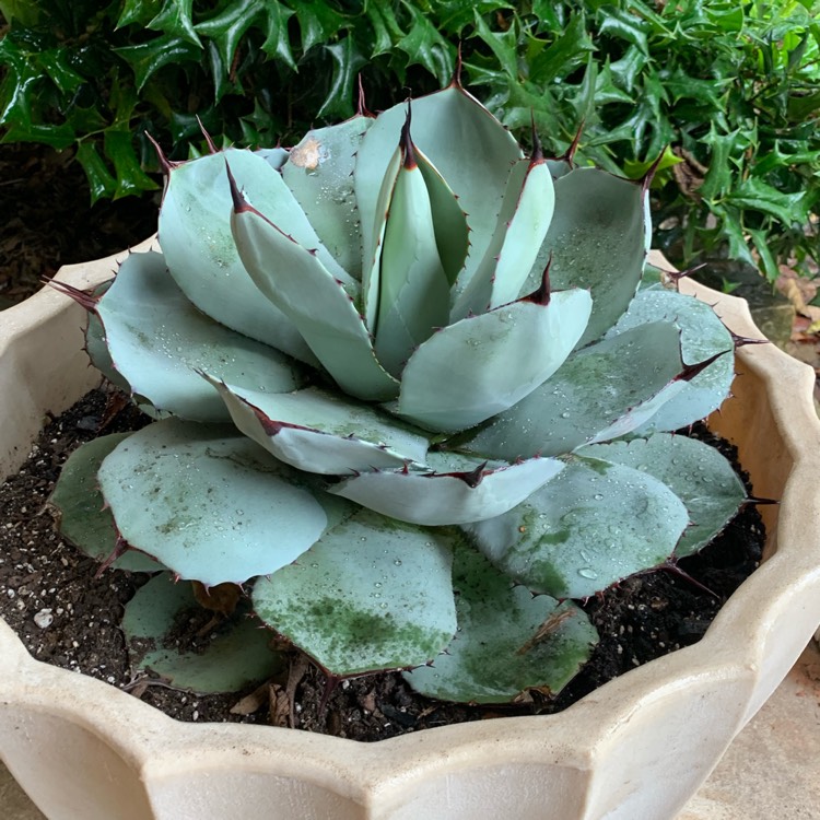 Plant image Agave Parryi v. Parryi