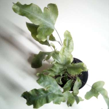 Phlebodium Davana ‘Blue star fern'