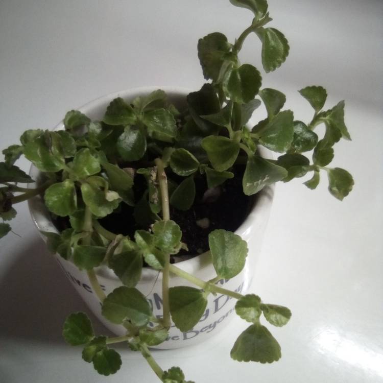Plant image Pilea Depressa 'Baby Tears'