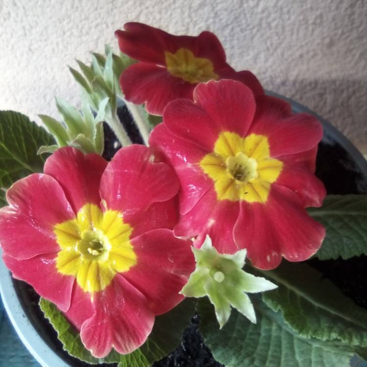 Plant image Primula 'Dark Rosaleen'