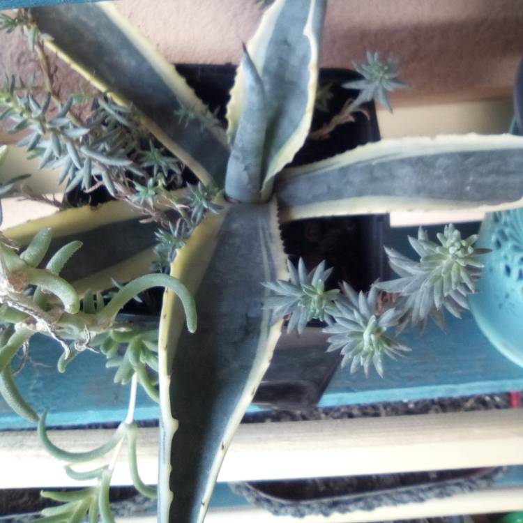 Plant image Agave Quasimoto