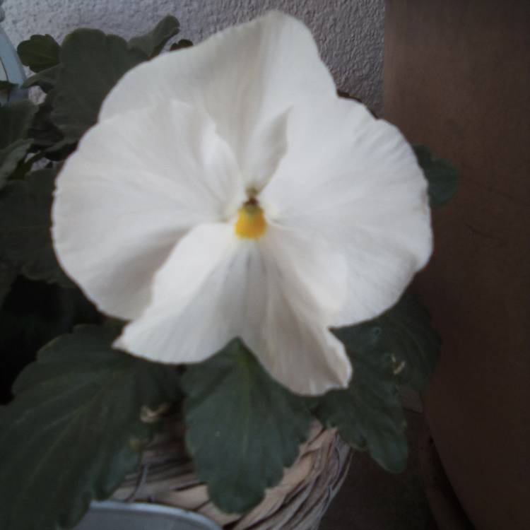Plant image Viola 'Ivory Queen'