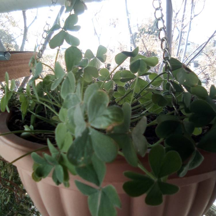 Plant image Oxalis magnifica