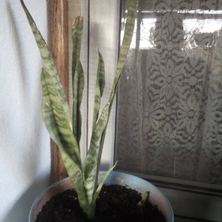 Plant image Sansevieria Black Coral