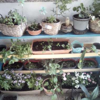 Hanna's garden