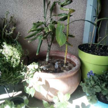 Hanna's garden
