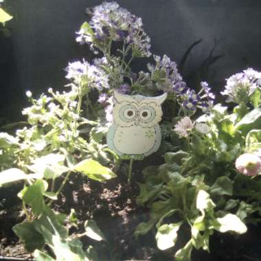 Hanna's garden