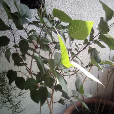 Hanna's garden