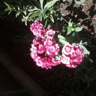Sweet-William 'Auricula-eyed Mixed'