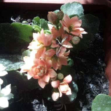 Kalanchoe 'Blossfeldiana'