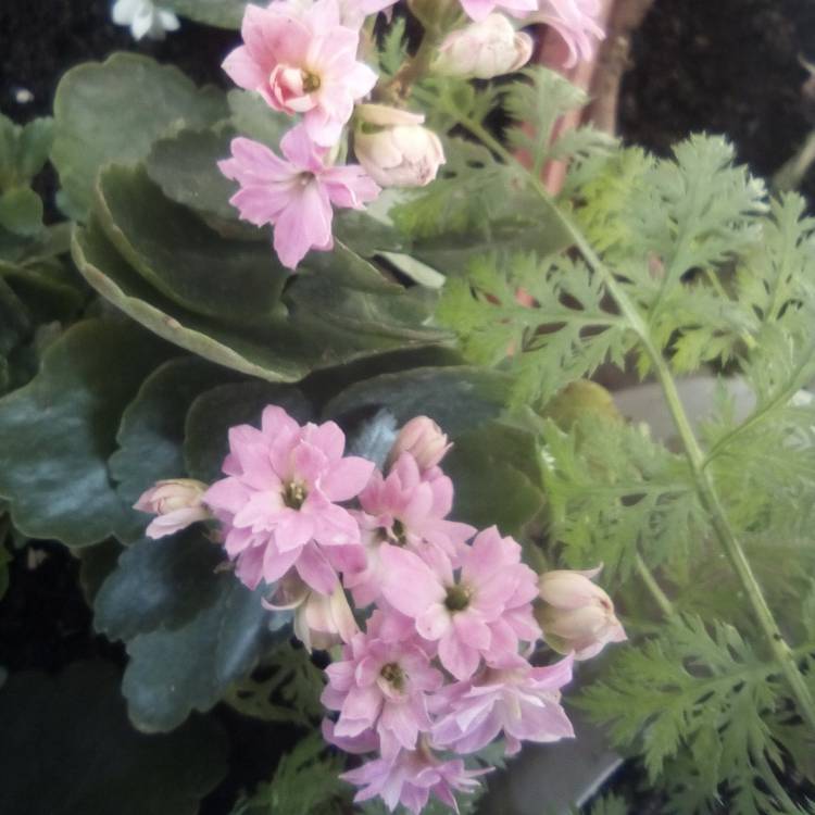 plant image 1592539