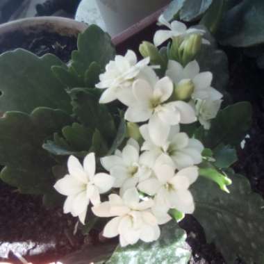 Flaming Katy 'Calandiva White'